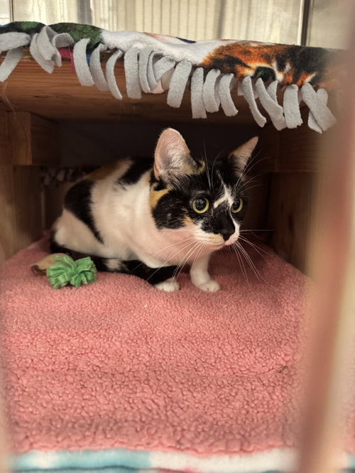 picture of the cat needing adoption