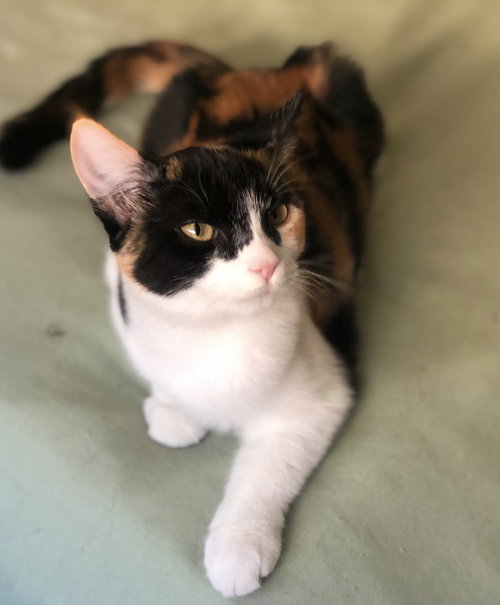 Pumpkin Pie