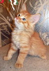 Pumpkin Pie (aka Ozzy)