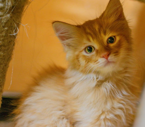 Pumpkin Pie (aka Ozzy)
