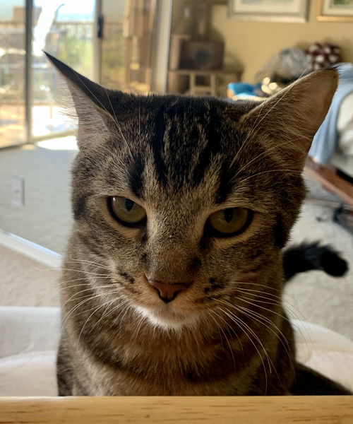 Whiskers