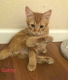 Sunny