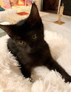 Binx