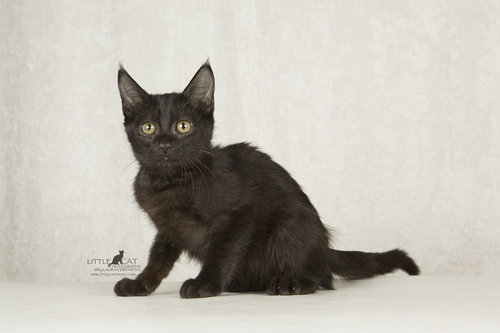 Binx