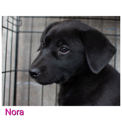 Nora