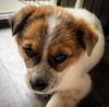 Mambo