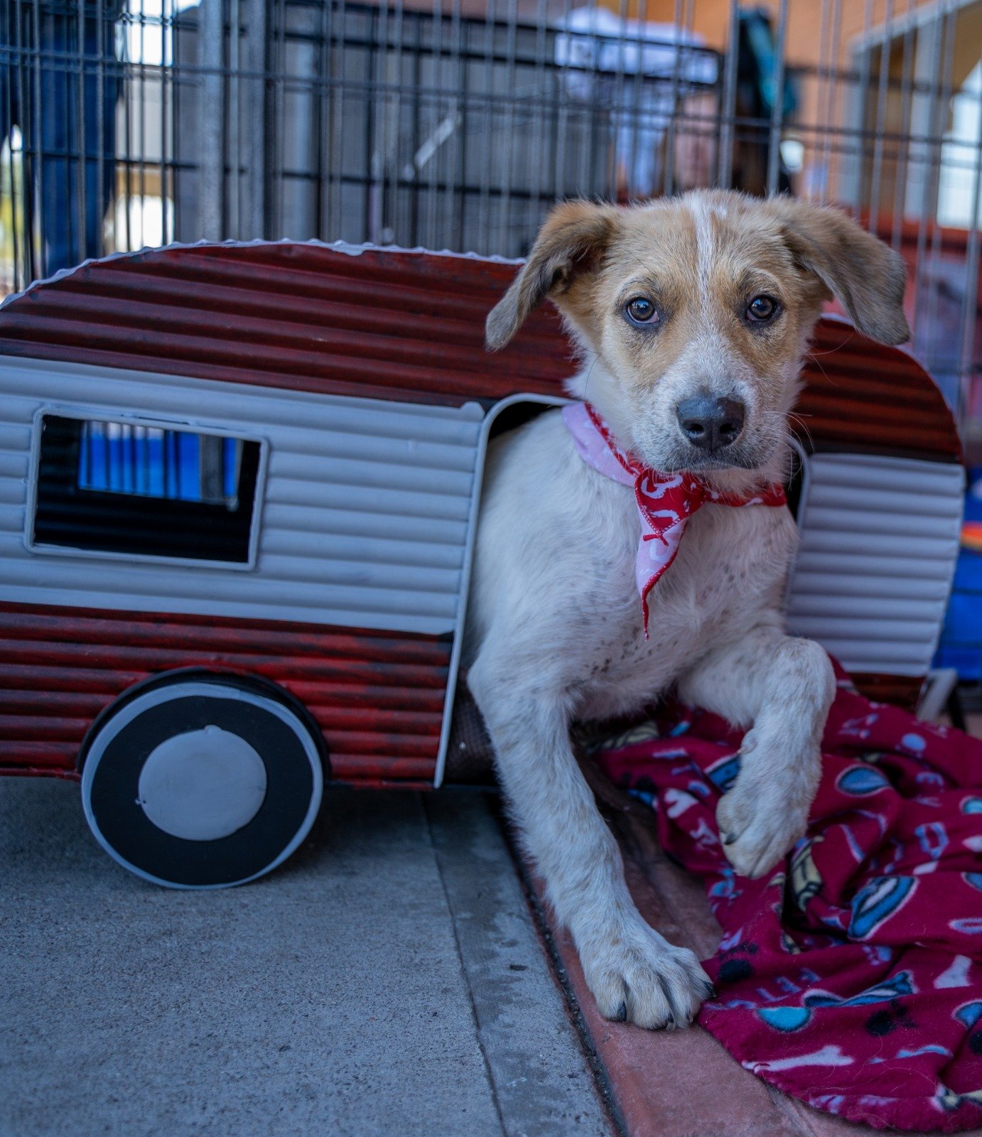 adoptable Dog in Scottsdale, AZ named Mambo