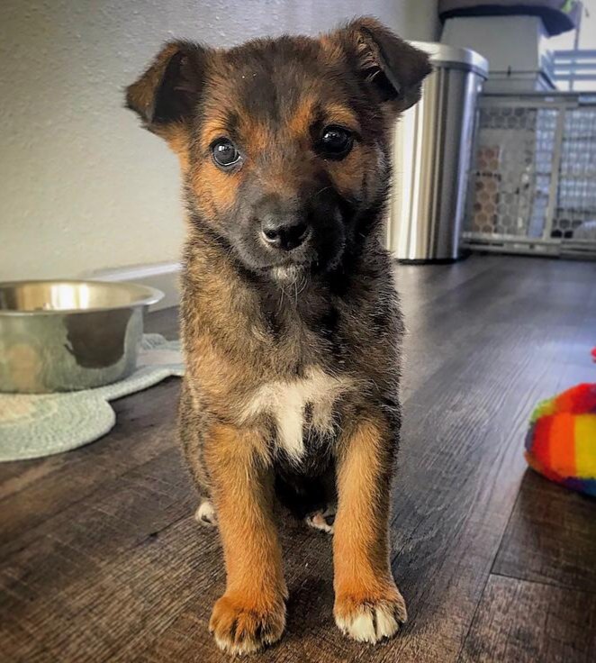 adoptable Dog in Scottsdale, AZ named Jazzy