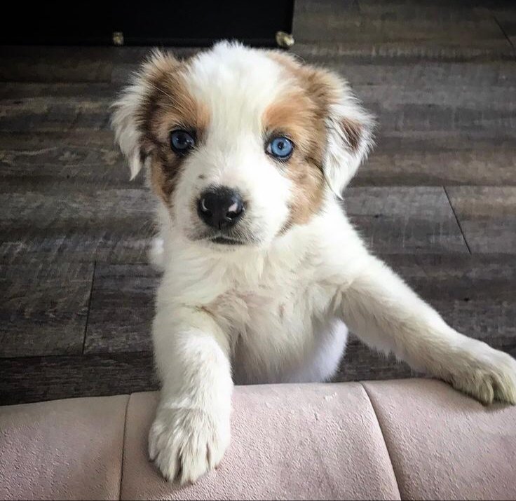 adoptable Dog in Scottsdale, AZ named Boogaloo