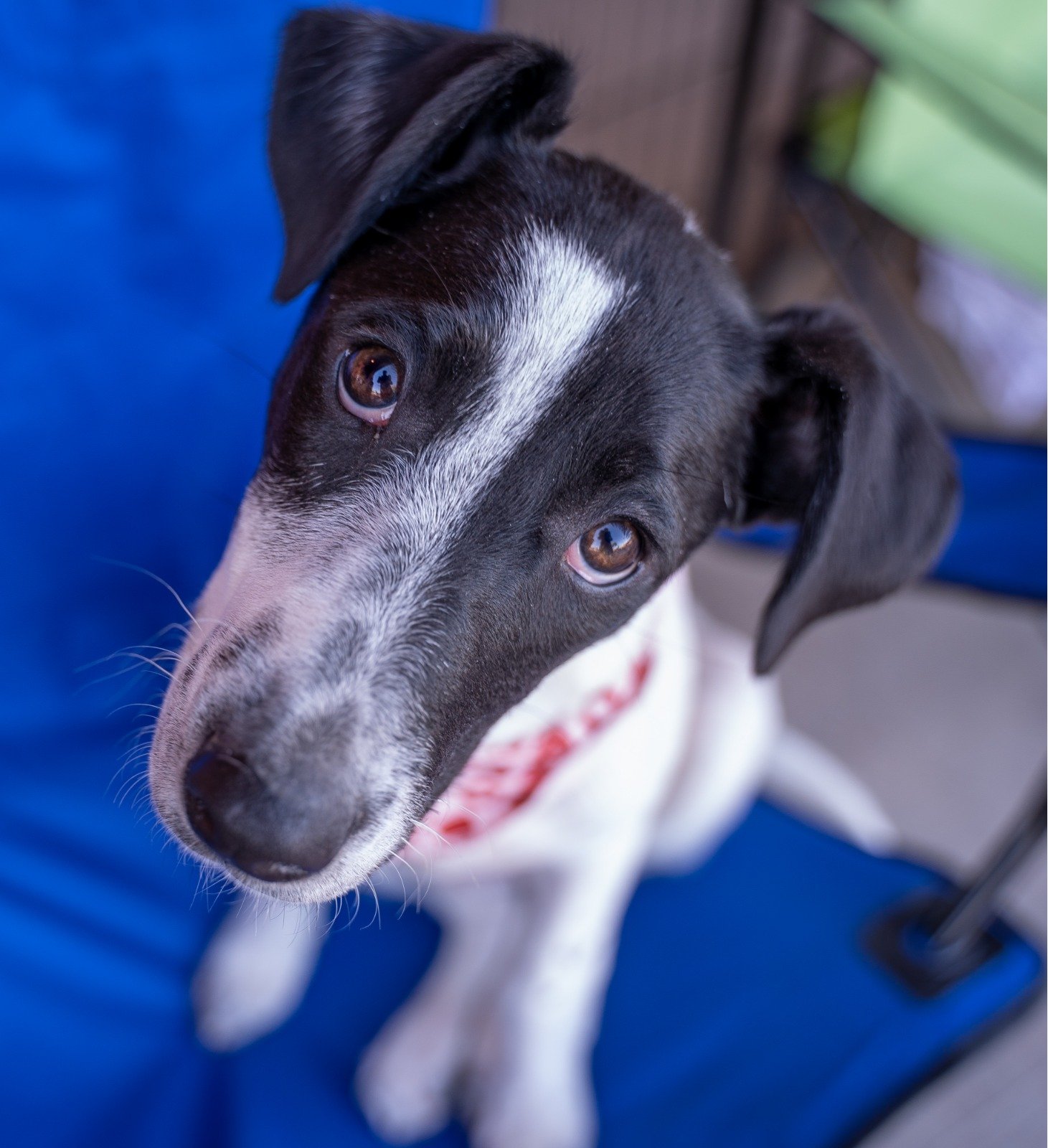 adoptable Dog in Scottsdale, AZ named ChaCha