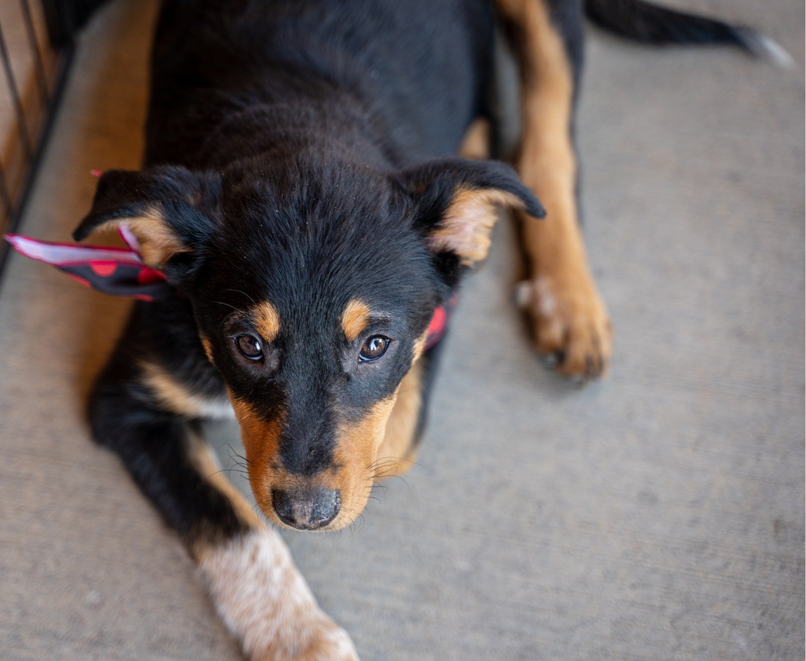 adoptable Dog in Scottsdale, AZ named Salsa