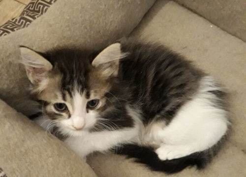 Coco Bean