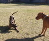 Bosco
