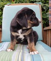 Bruiser