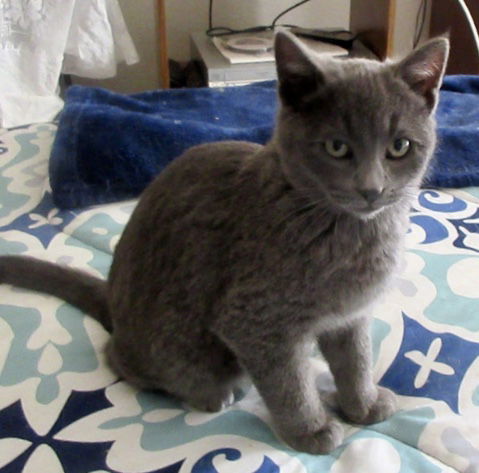 Chekov