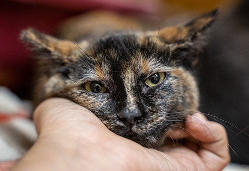 Billi Jo