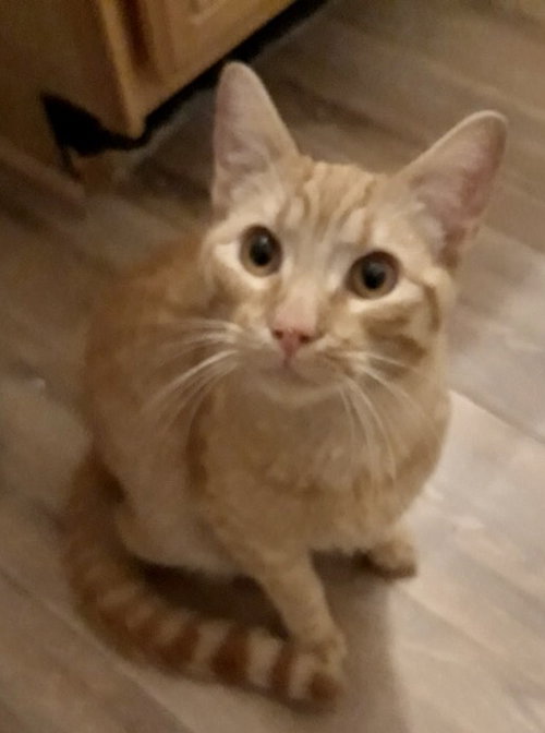 Bobo