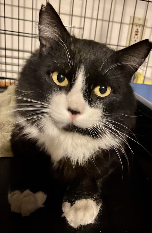 Sylvester