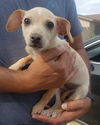 Dobby