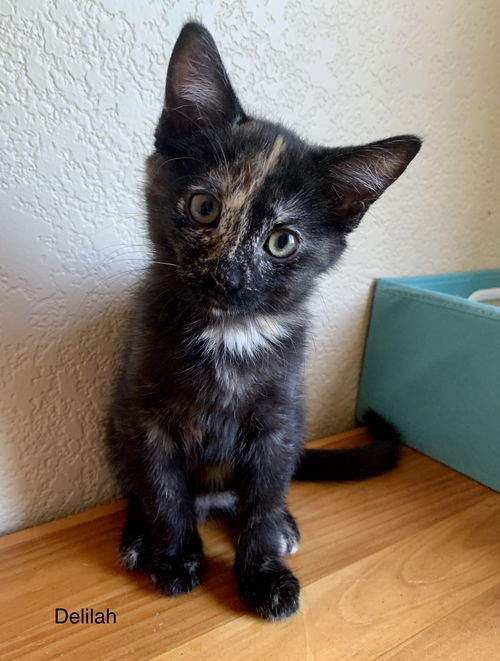 Delilah