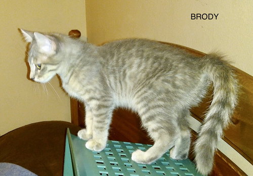 Brody