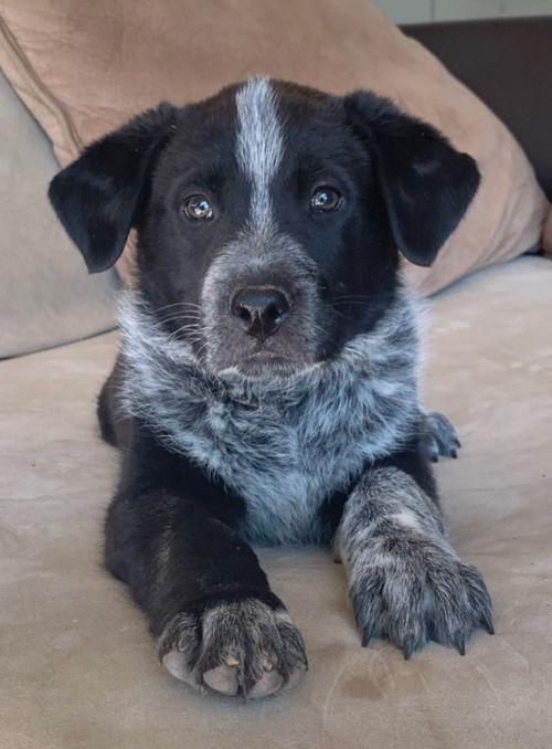 Smudge