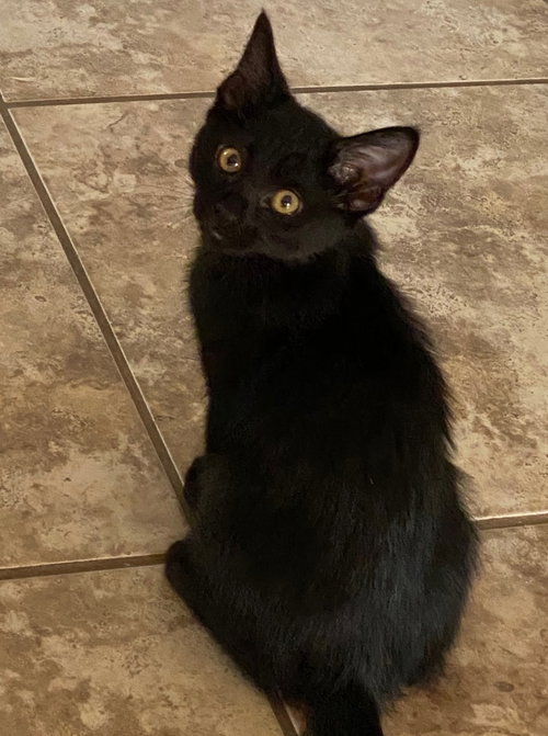 Bella