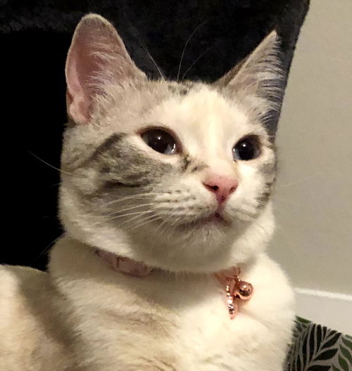 Pearl