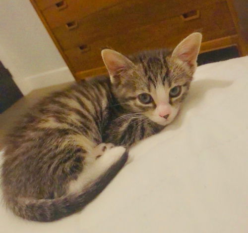 Bean
