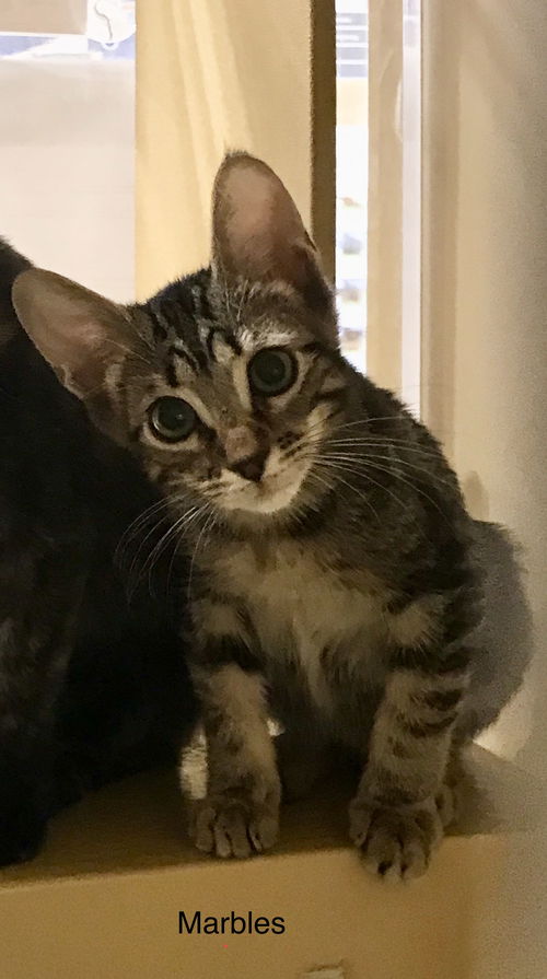 Marbles