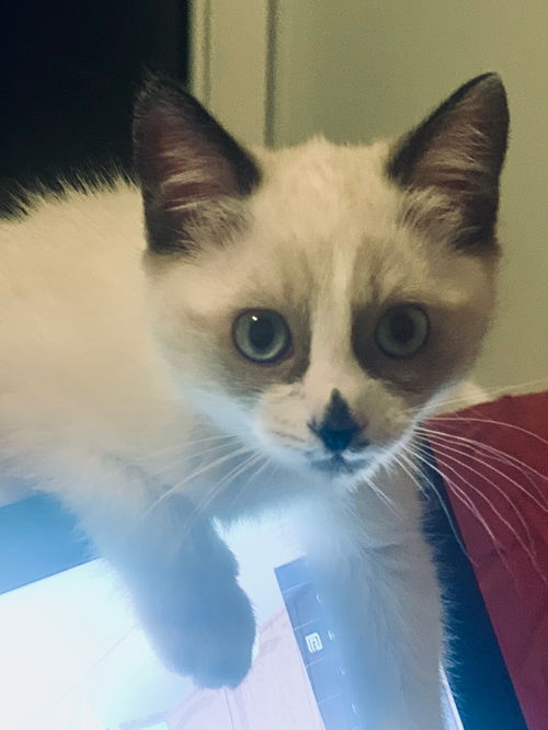 Snowball