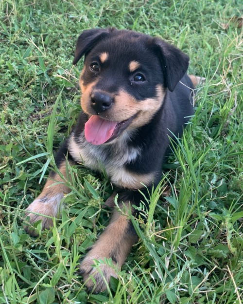 Delilah