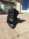 Bernard