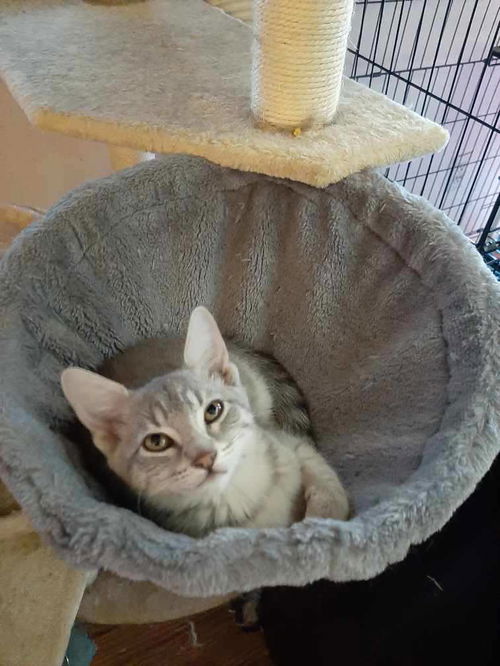 Dora