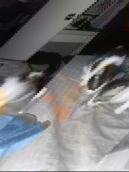 Chickadee