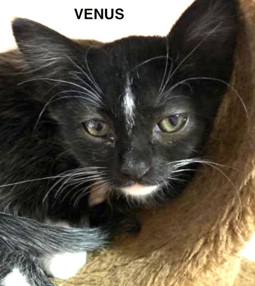 Venus