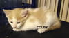 Colby