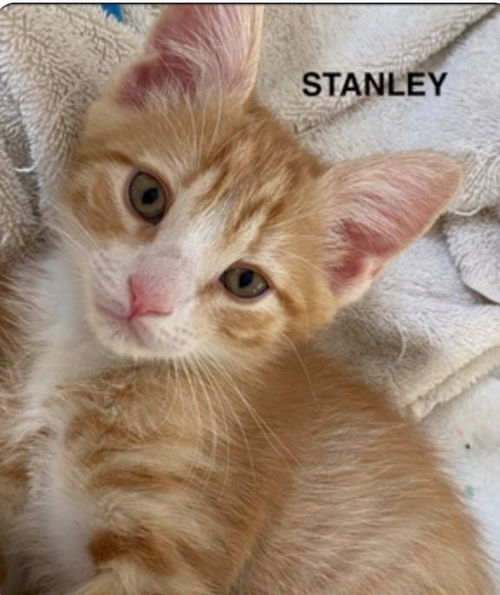 Stanley