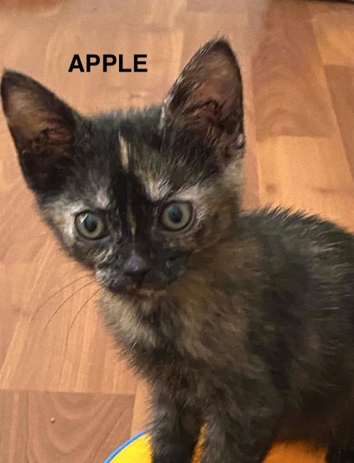 Apple