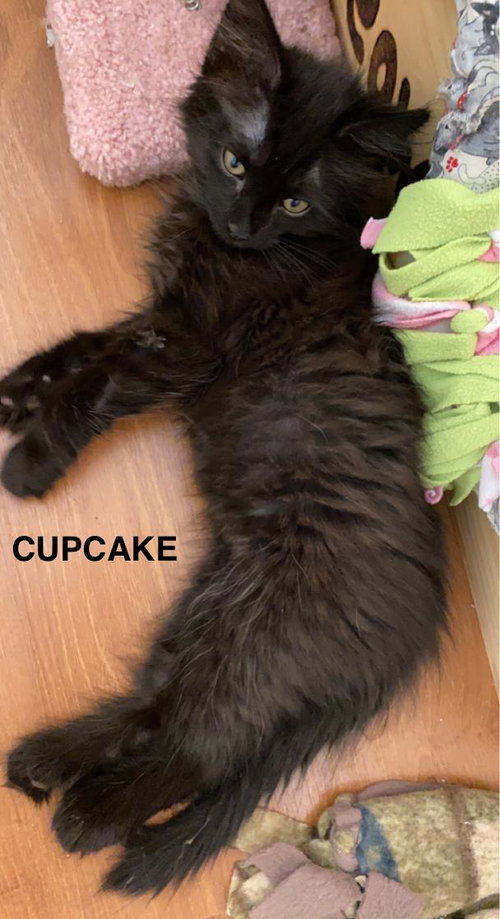 Cupcake