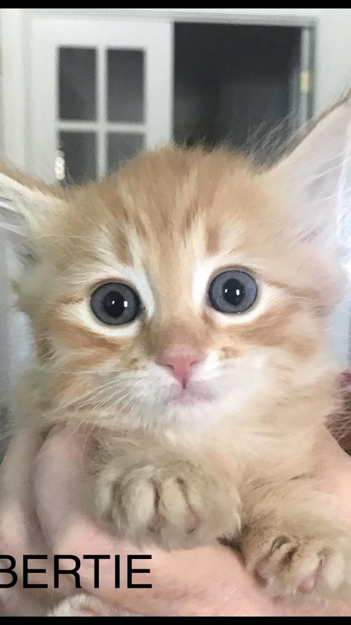 Bertie