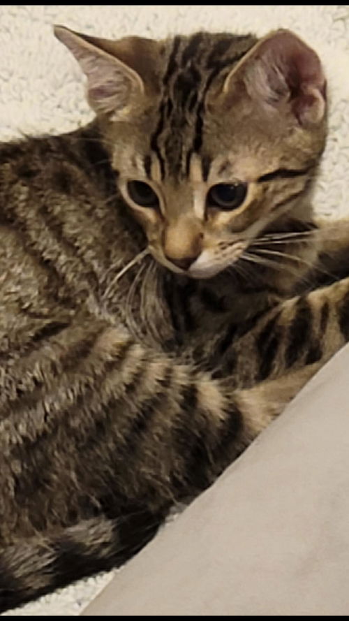 Basil