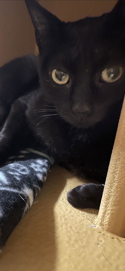 Bastet