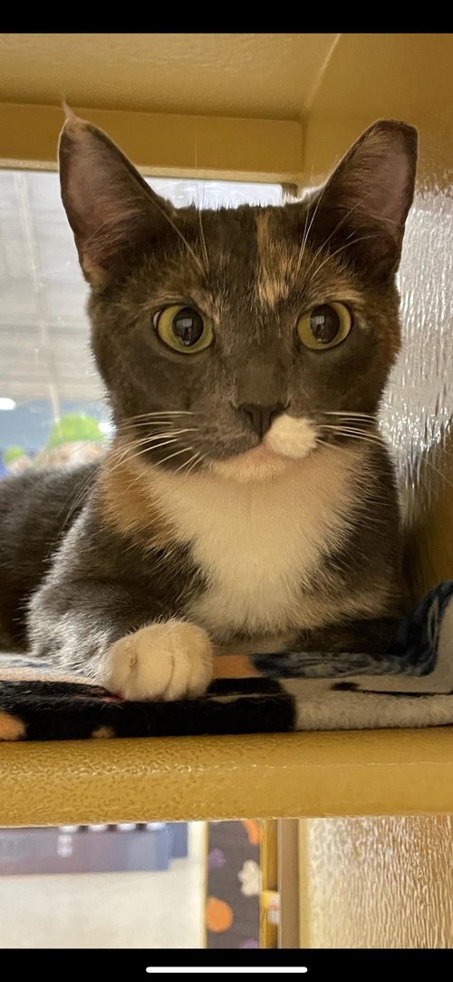 Bootsie