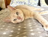 Biscotti