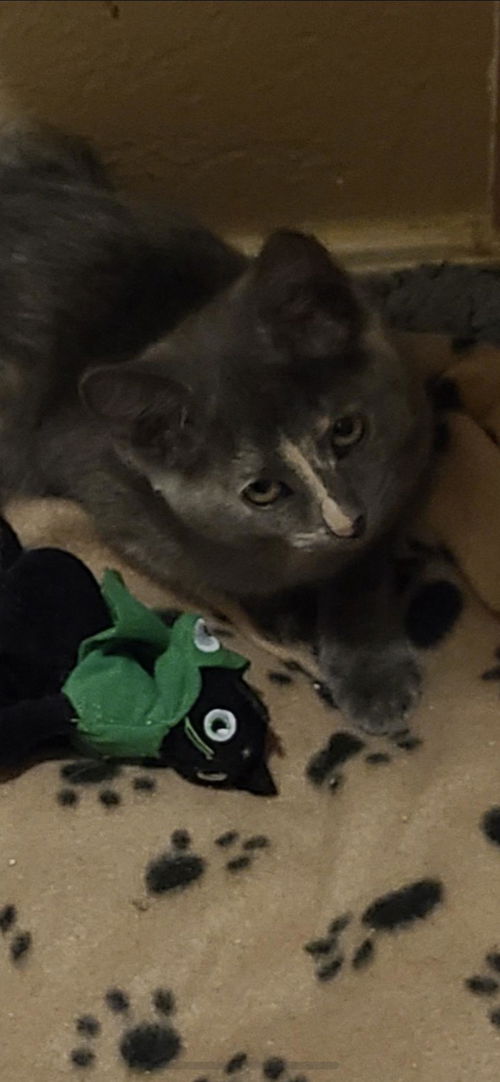 Squeak