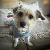 Benji