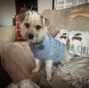 Benji
