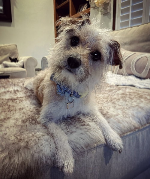 Benji