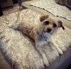 Benji